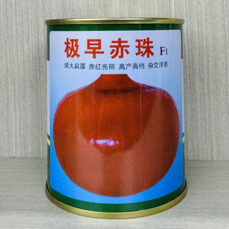 极早赤珠紫皮洋葱种子早熟高产水果洋葱种籽球大扁厚中日照品