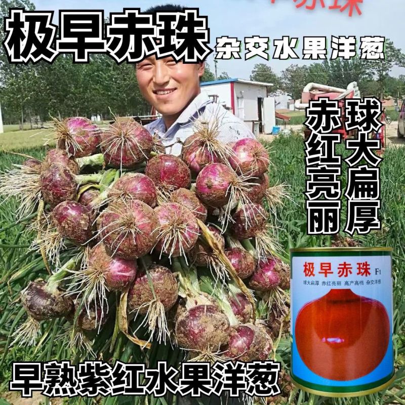 极早赤珠紫皮洋葱种子早熟高产水果洋葱种籽球大扁厚中日照品