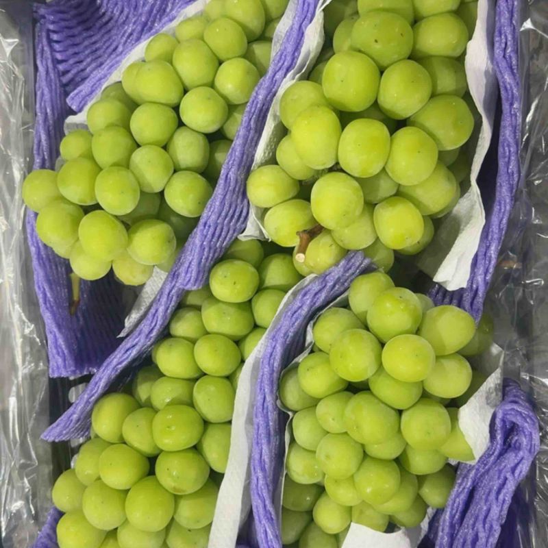 河北阳光玫瑰产区，自产自销