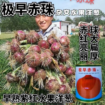 极早赤珠紫皮洋葱种子早熟高产水果洋葱种籽球大扁厚中日照品