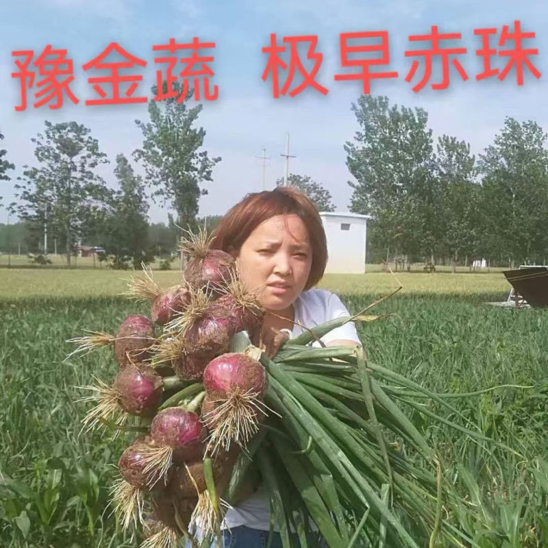极早赤珠紫皮洋葱种子早熟高产水果洋葱种籽球大扁厚中日照品