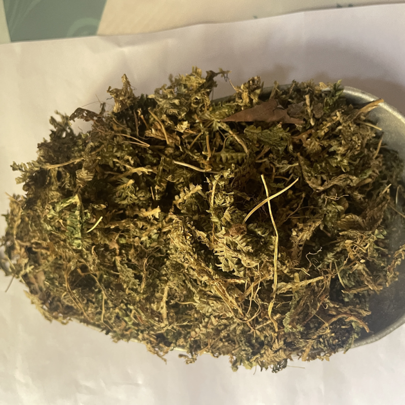 石上柏既见即所得货源充足包邮
