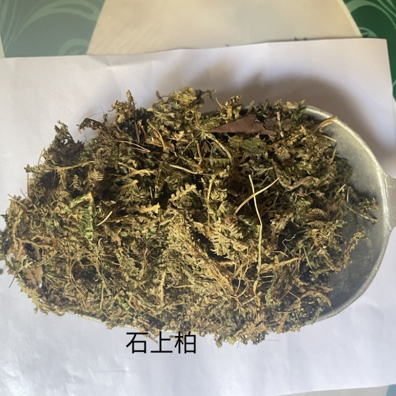 石上柏既见即所得货源充足包邮