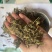 石上柏既见即所得货源充足包邮