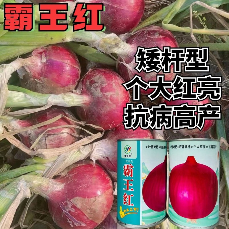 霸王红大果洋葱种子矮杆膨球快耐储运耐抽苔抗病高产大果洋葱