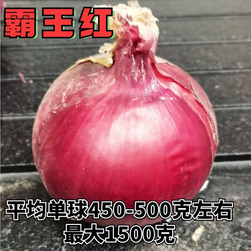 霸王红大果洋葱种子矮杆膨球快耐储运耐抽苔抗病高产大果洋葱