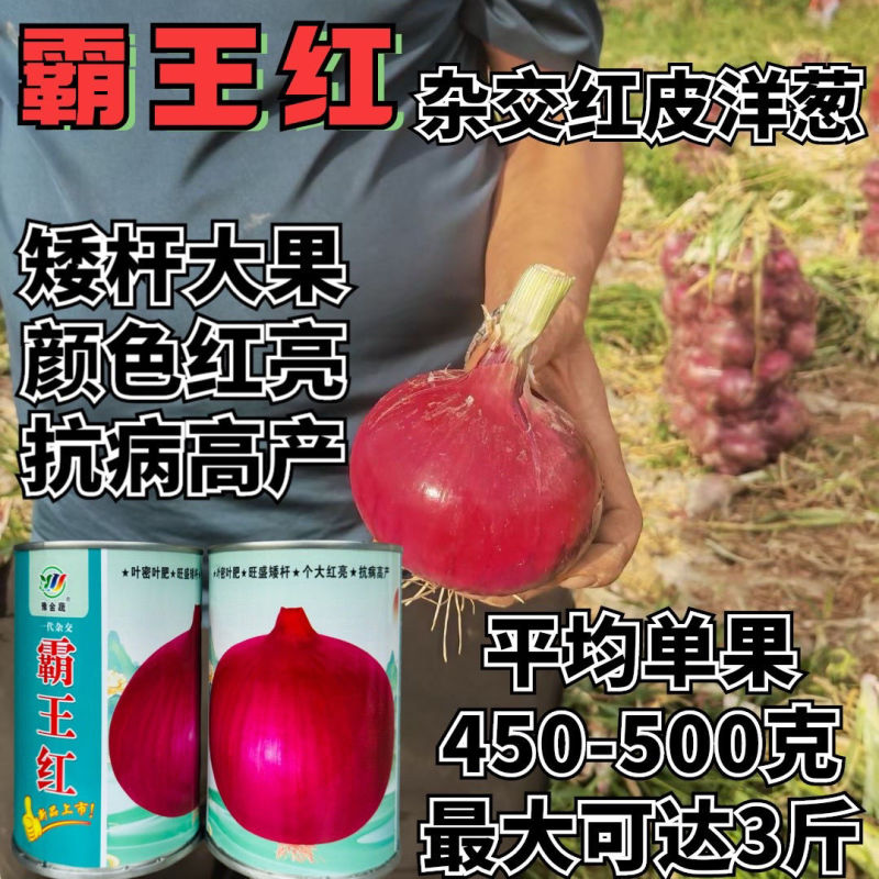 霸王红大果洋葱种子矮杆膨球快耐储运耐抽苔抗病高产大果洋葱