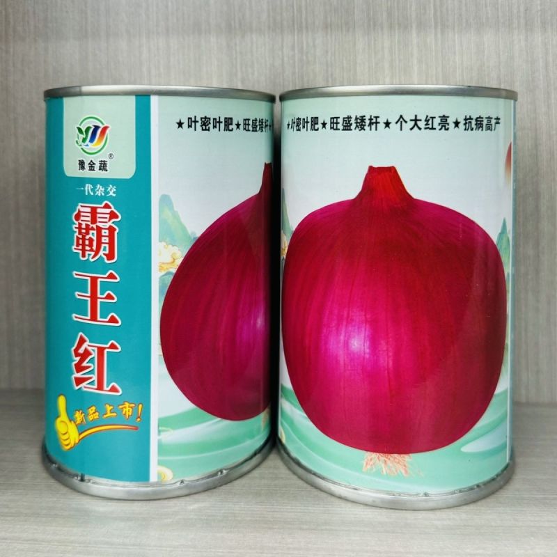 霸王红大果洋葱种子矮杆膨球快耐储运耐抽苔抗病高产大果洋葱
