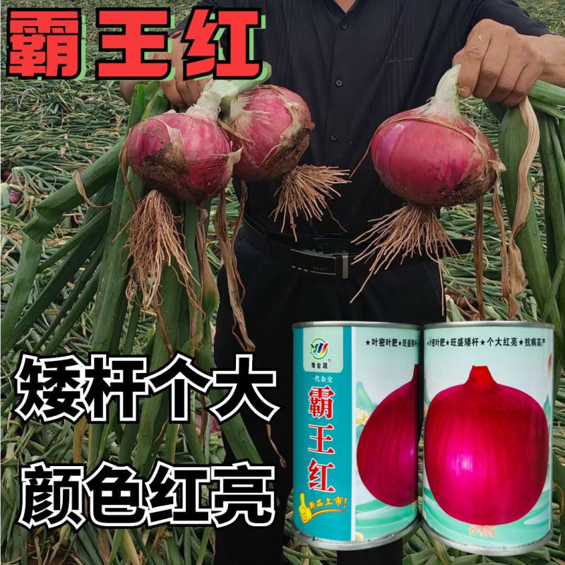 霸王红大果洋葱种子矮杆膨球快耐储运耐抽苔抗病高产大果洋葱