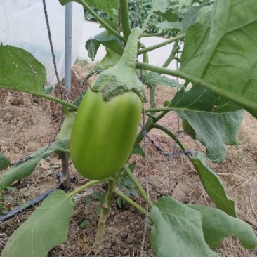 无籽青茄子