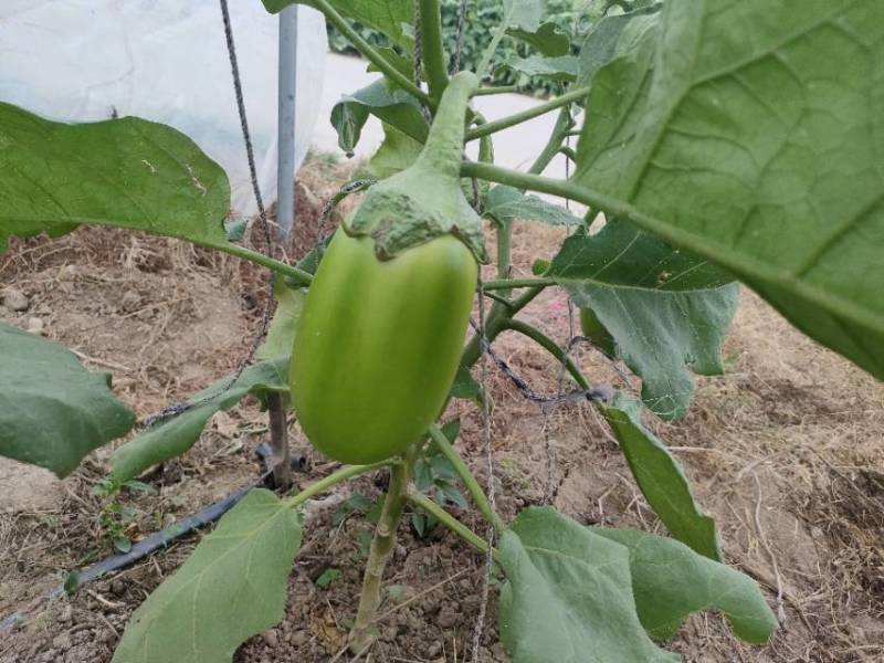 无籽青茄子