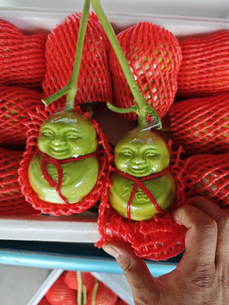 正宗山东福娃人参果又脆又好看产地供应质量保证精品