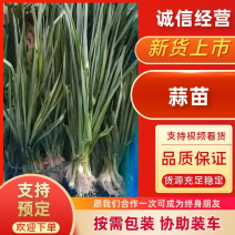 【盐城】白根蒜苗大量出货品质保证规格齐全欢迎联系
