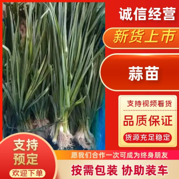 【盐城】白根蒜苗大量出货品质保证规格齐全欢迎联系