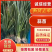 【盐城】白根蒜苗大量出货品质保证规格齐全欢迎联系