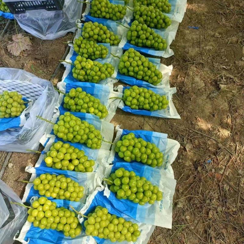 【阳光玫瑰基地】葡萄量大从优保质保量对接全国