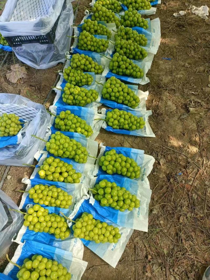 【阳光玫瑰基地】葡萄量大从优保质保量对接全国
