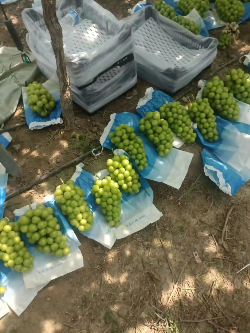 【阳光玫瑰基地】葡萄量大从优保质保量对接全国