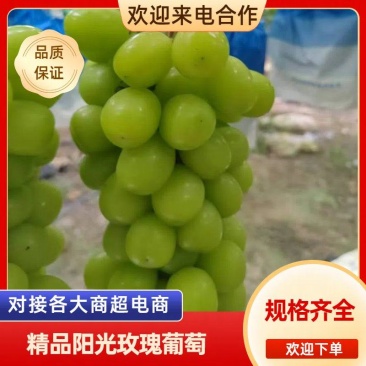 精品阳光玫瑰葡萄货源充足量大从优质量保证欢迎咨询