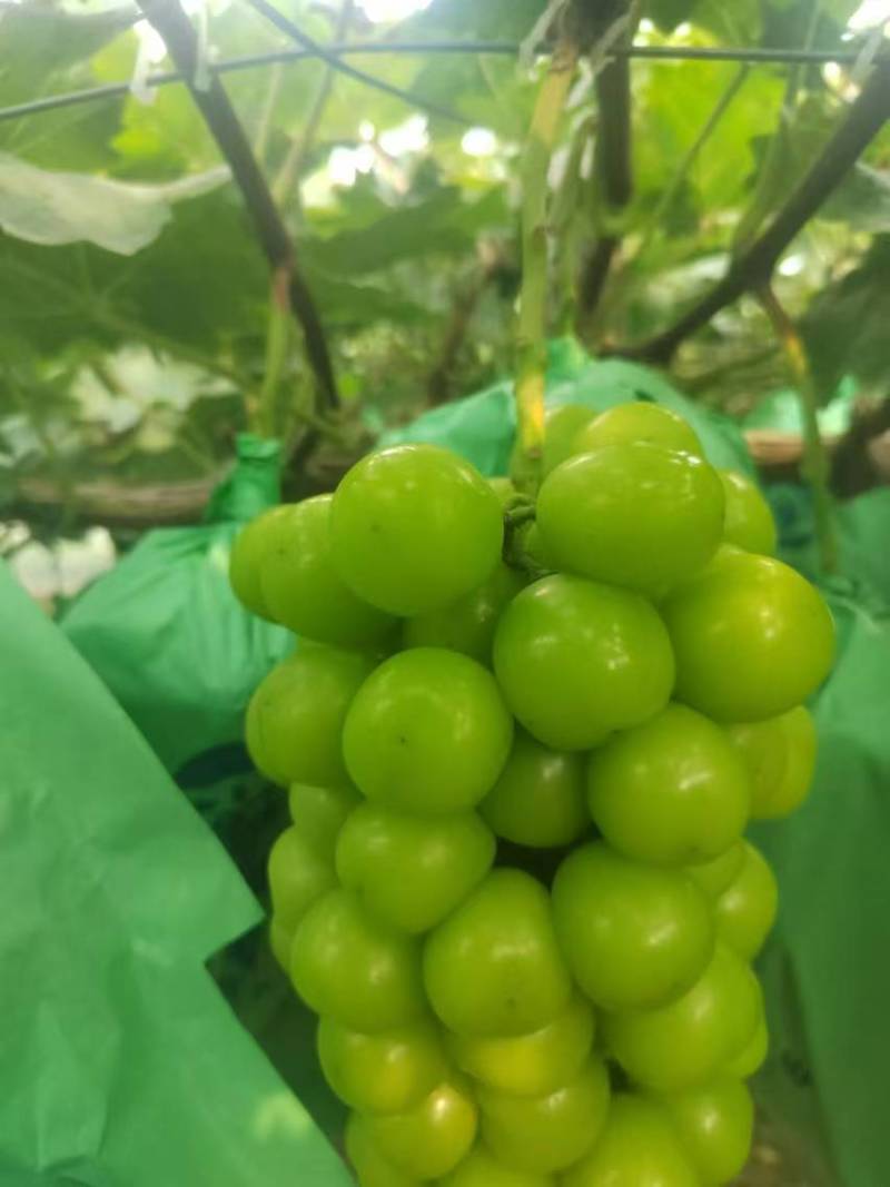 精品阳光玫瑰葡萄货源充足量大从优质量保证欢迎咨询