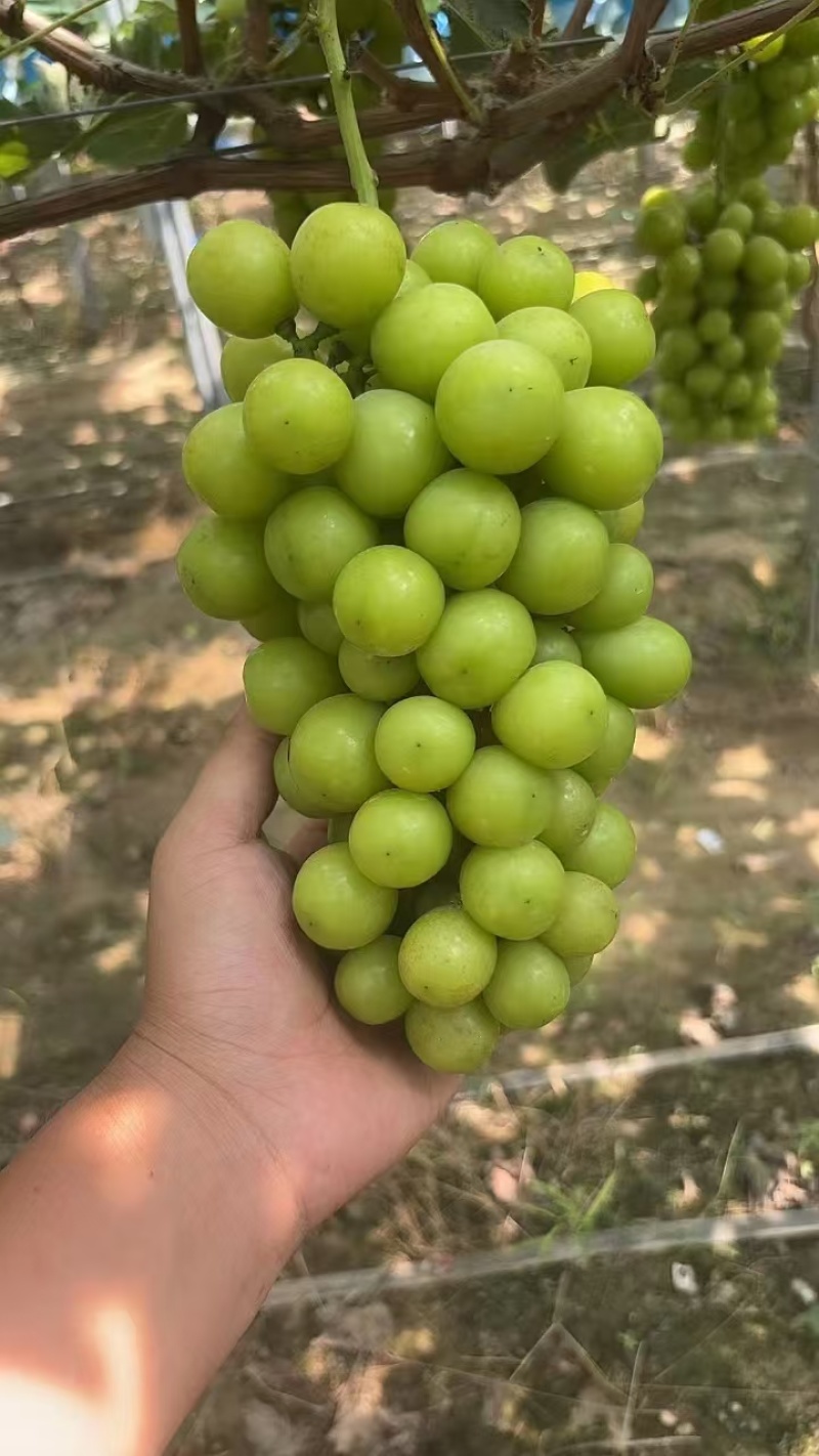 精品阳光玫瑰葡萄货源充足量大从优质量保证欢迎咨询