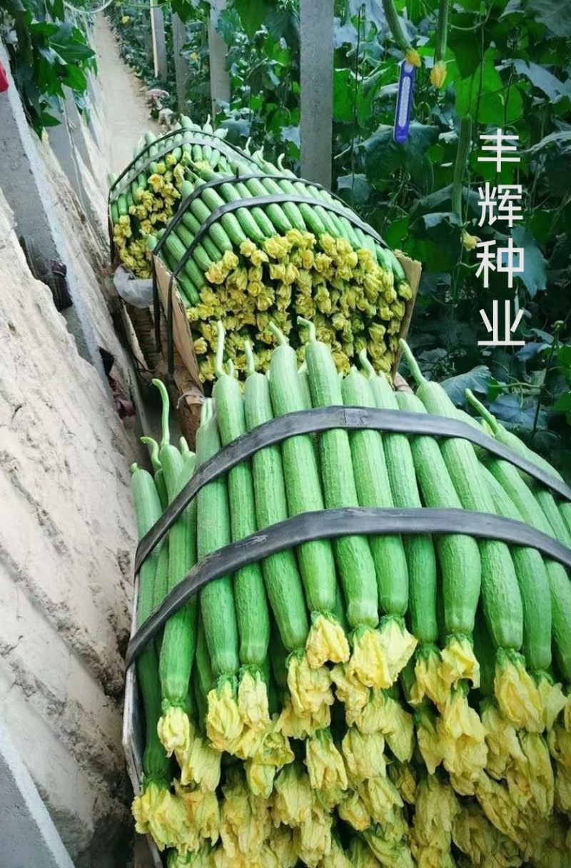 丝瓜苗早熟产量高抗病强苗厂直发品质保证常年有苗