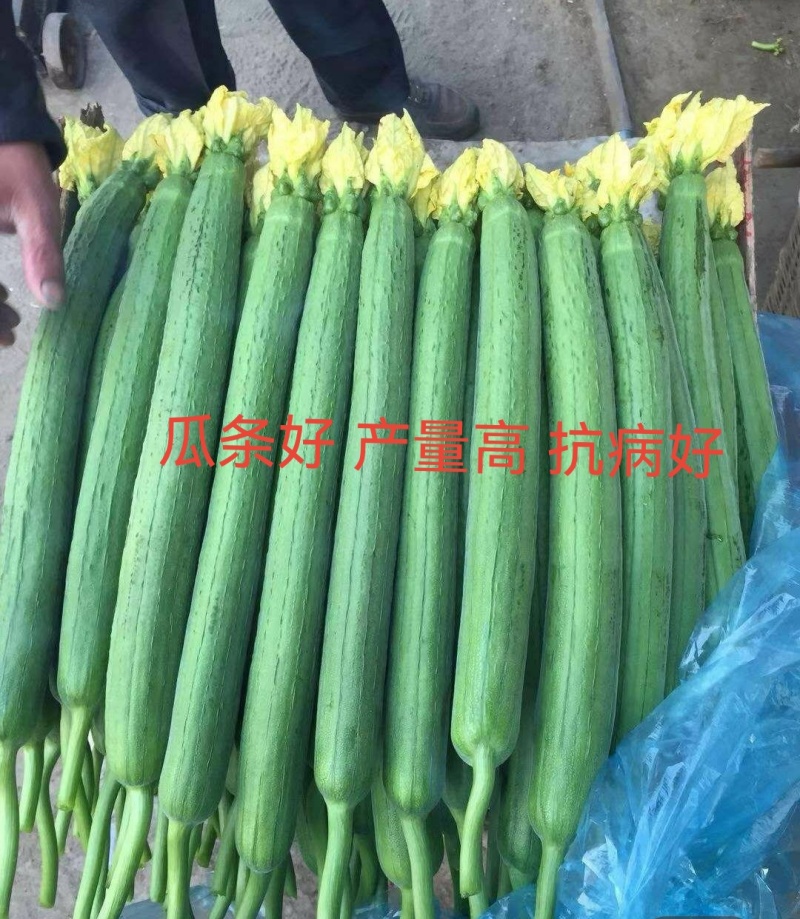 丝瓜苗早熟产量高抗病强苗厂直发品质保证常年有苗