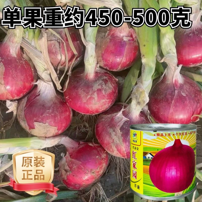 红家园大果型洋葱种子中日照二红洋葱种籽矮杆耐储运杆细球大