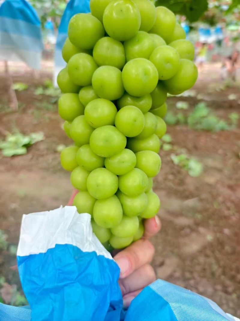 河北阳光玫瑰产区，自产自销