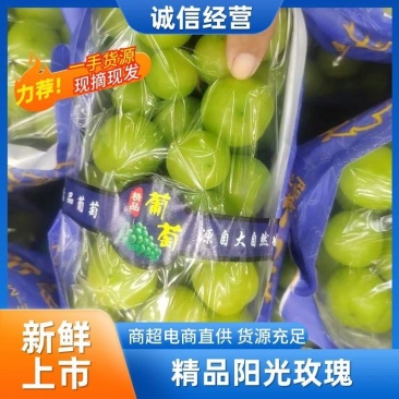 精品阳光玫瑰葡萄货源充足一手货源对接全国欢迎咨询