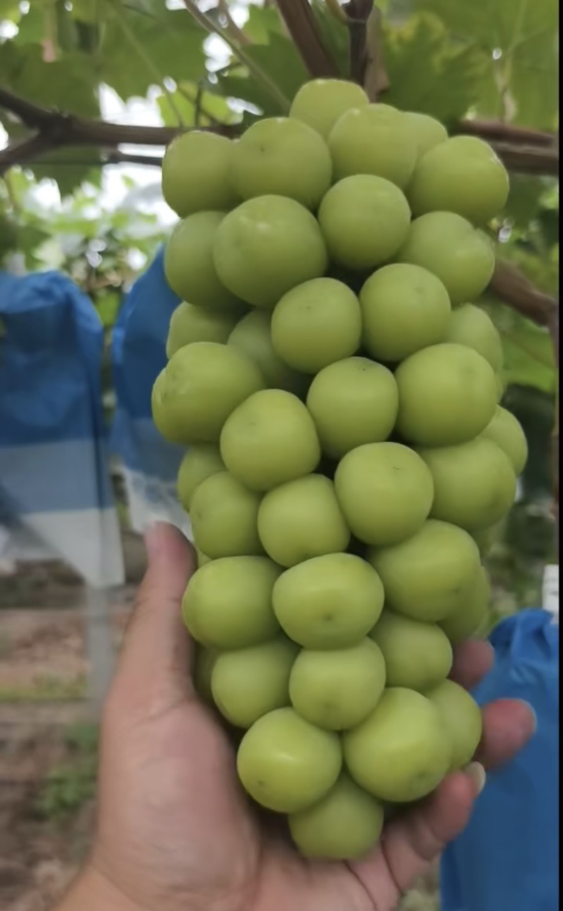 河北阳光玫瑰，千亩葡萄，量大从优