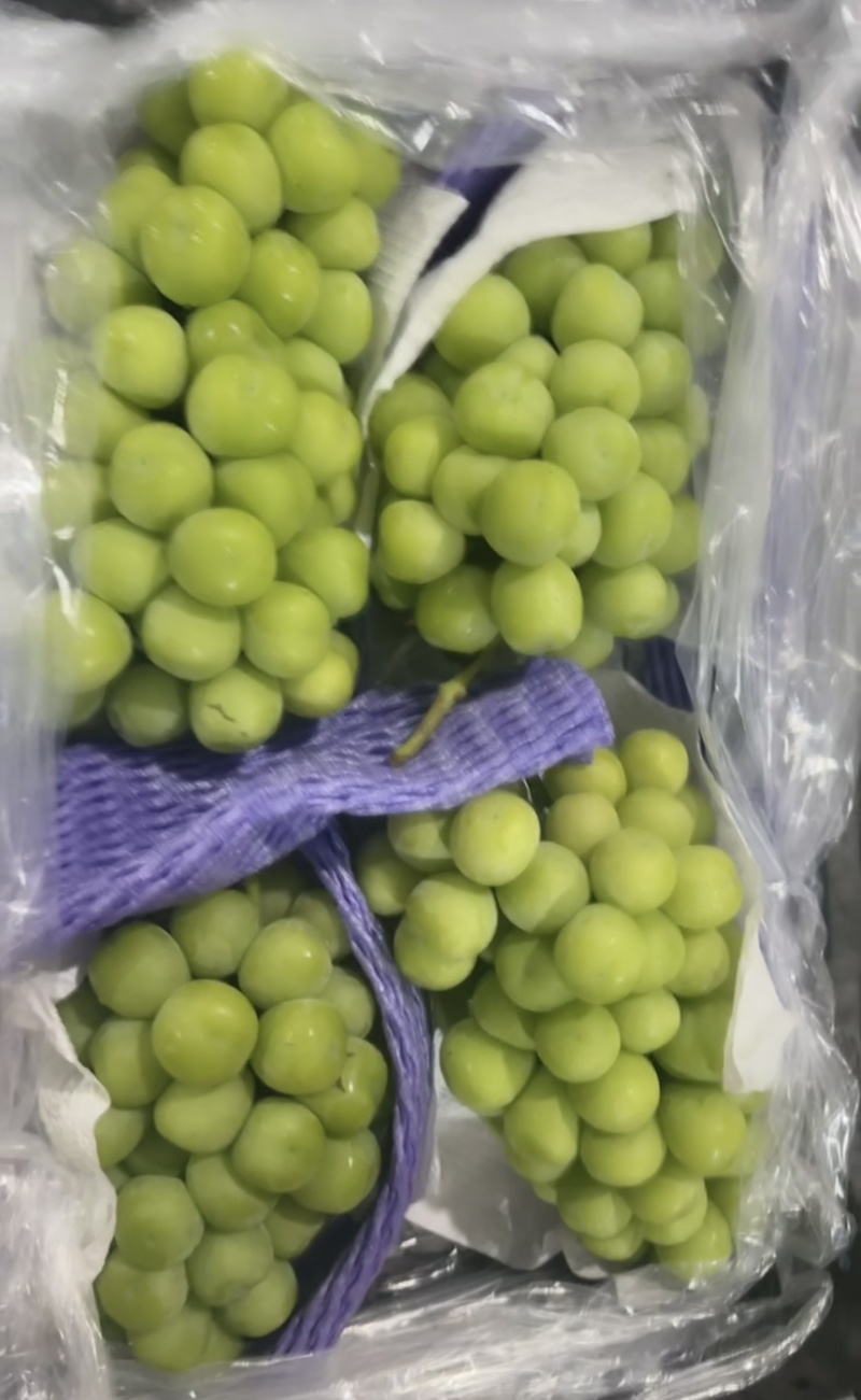 河北阳光玫瑰，千亩葡萄，量大从优