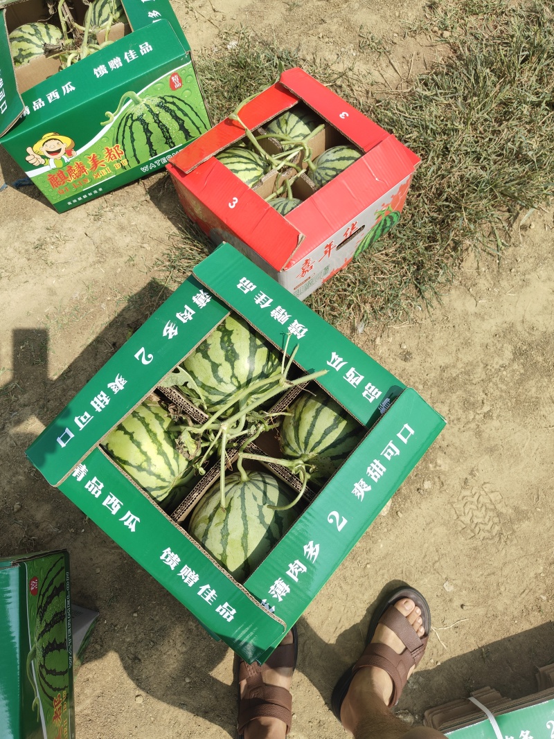 头茬秋瓜无籽大量上市现摘现发价格优惠欢迎咨询