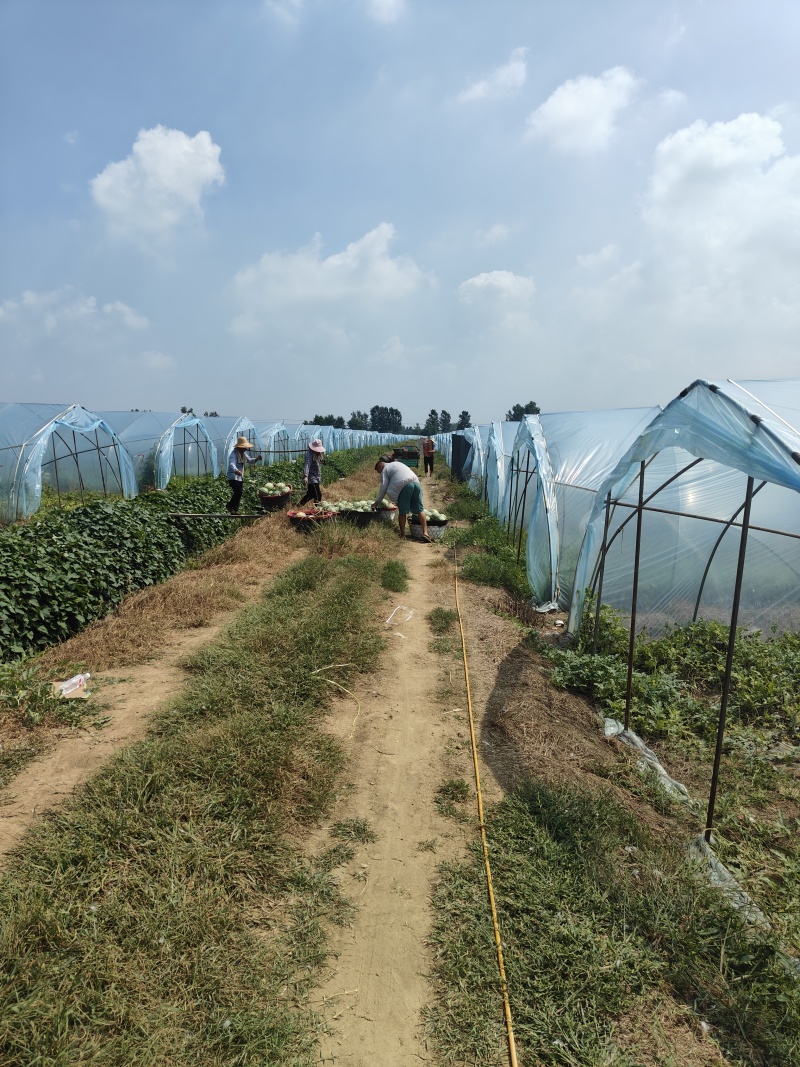 头茬秋瓜无籽大量上市现摘现发价格优惠欢迎咨询