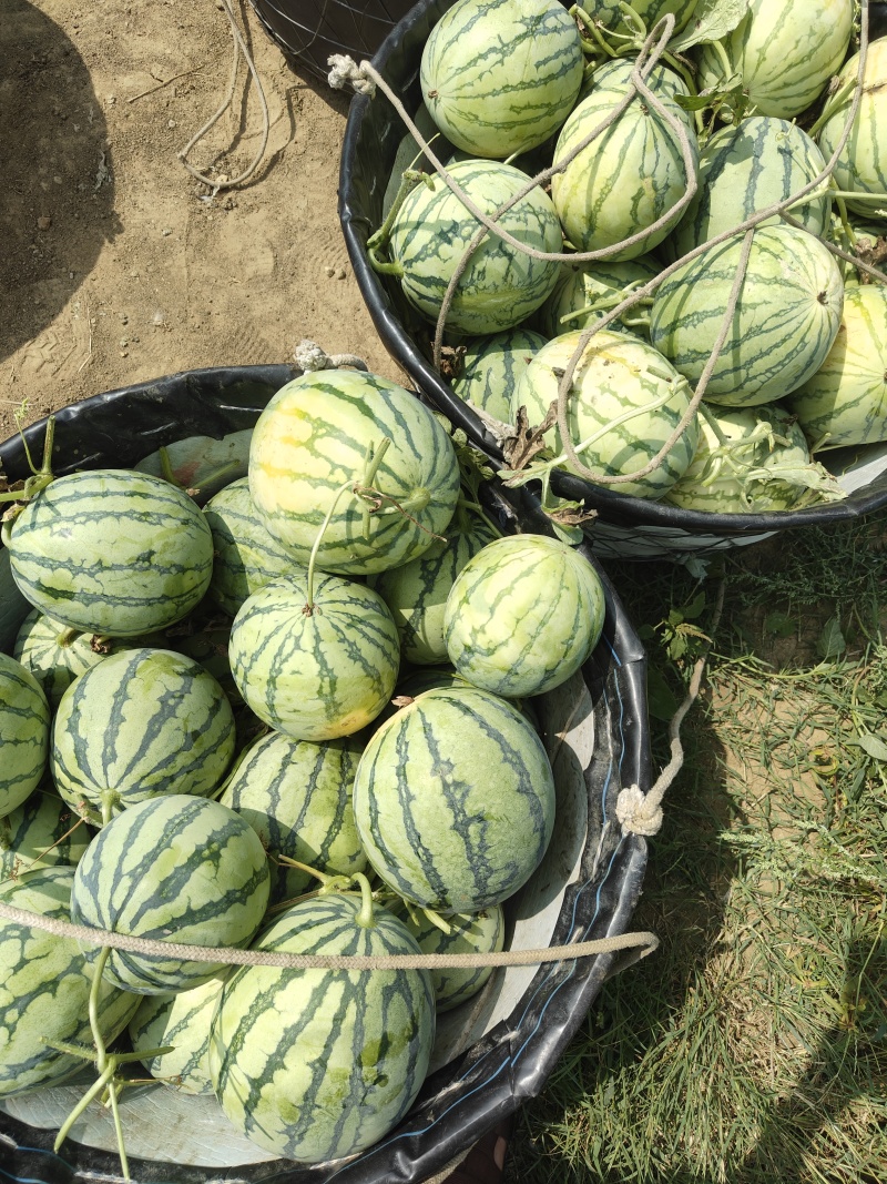 头茬秋瓜无籽大量上市现摘现发价格优惠欢迎咨询