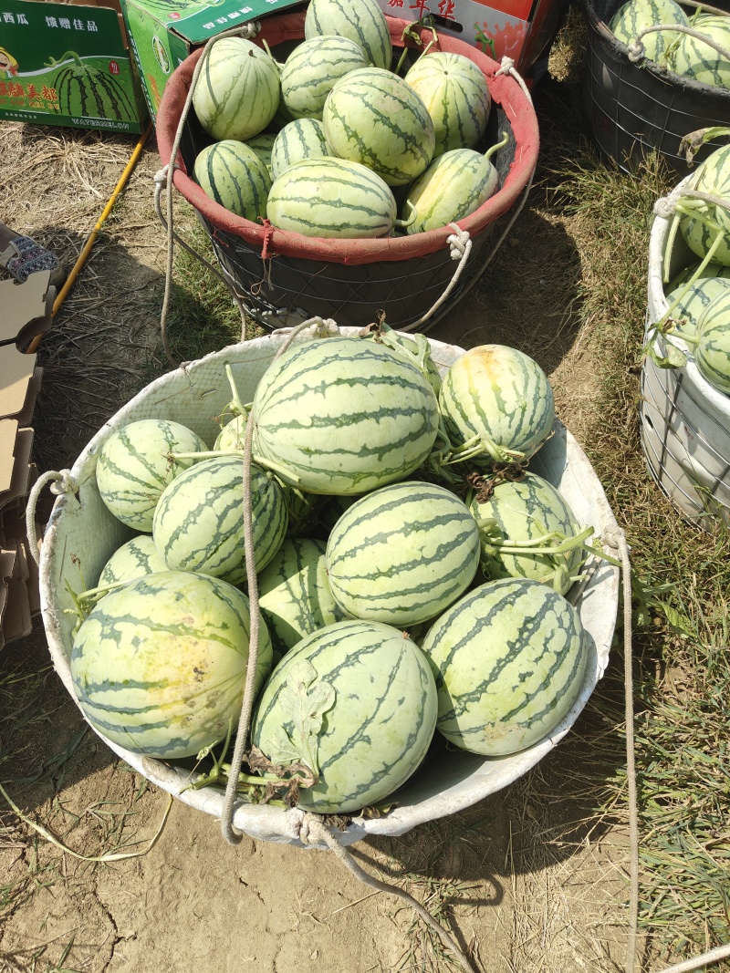 头茬秋瓜无籽大量上市现摘现发价格优惠欢迎咨询