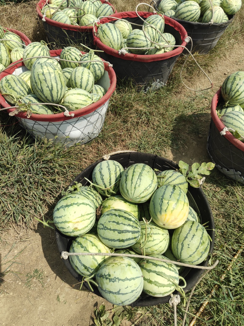 头茬秋瓜无籽大量上市现摘现发价格优惠欢迎咨询