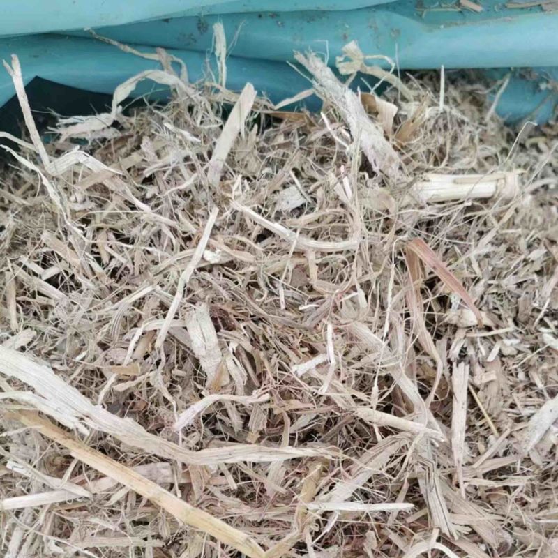 【优选】干玉米秸秆草料，河北灵寿大量现货供应，欢迎来电订购