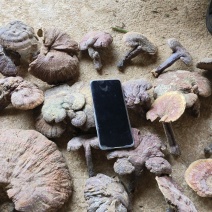 云南野生中药材竹灵芝通货灵芝大量现货欢迎电联