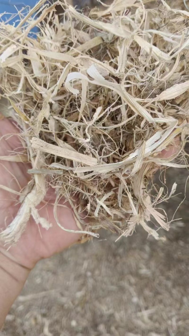 【优选】干玉米秸秆草料，河北灵寿大量现货供应，欢迎来电订购