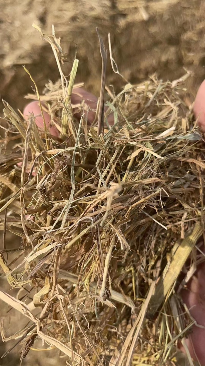 稻草揉丝稻草，铡段稻草，手把草，长稻草，治沙稻草