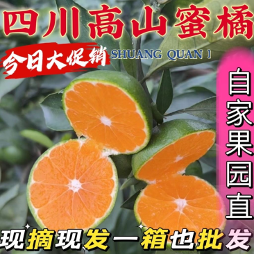 四川蜜桔大量上市现摘现发供应全国欢迎咨询！
