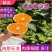 四川蜜桔大量上市现摘现发供应全国欢迎咨询！