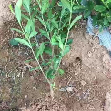 药食两用中药材栀子扦插苗