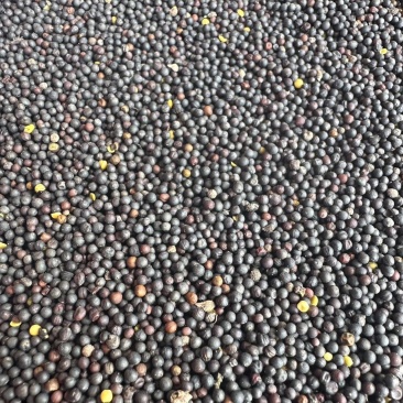 俄罗斯油菜籽大量供应代发全国品质保证一手货源