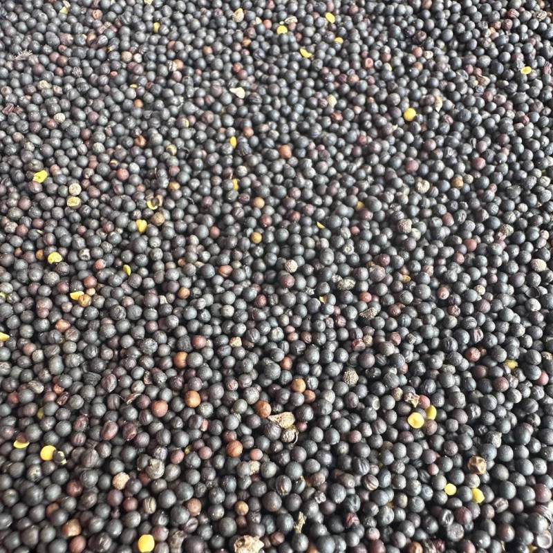 俄罗斯油菜籽大量供应代发全国品质保证一手货源