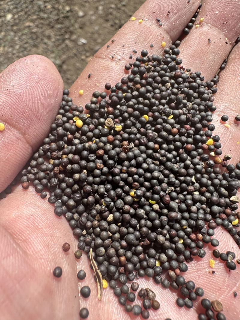 俄罗斯油菜籽大量供应代发全国品质保证一手货源