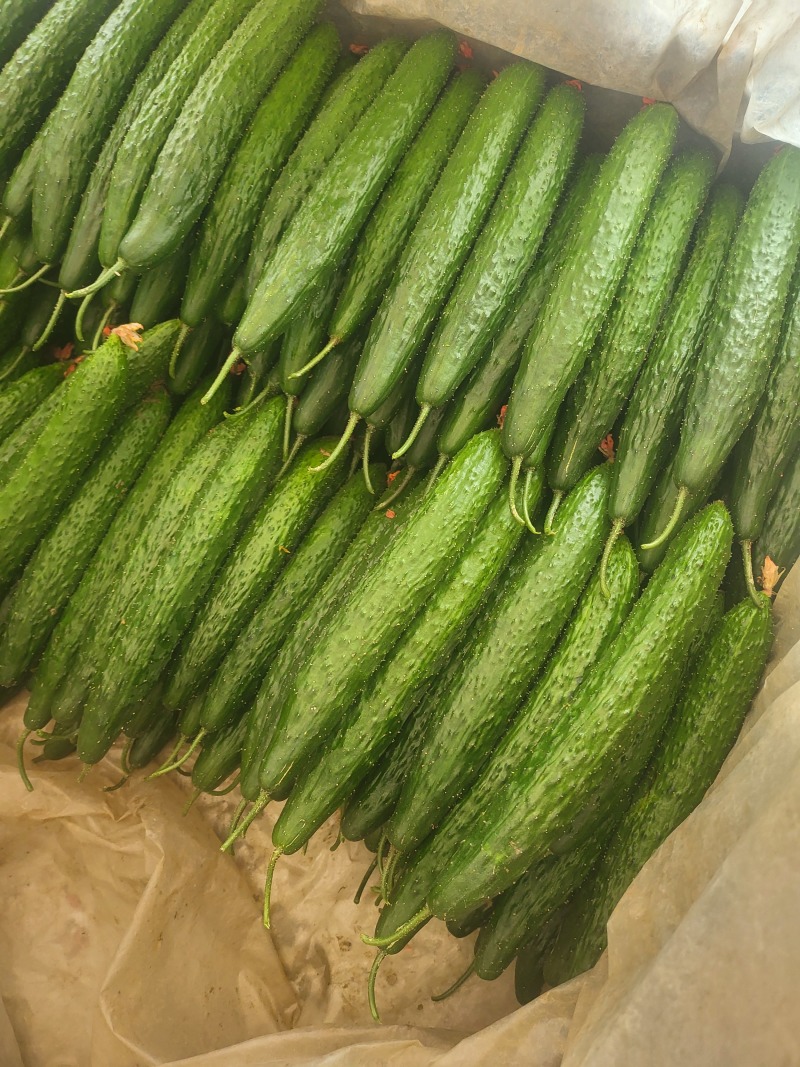 精品青瓜