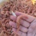 铁皮虾，也叫红虾，可作油炸原料虾
