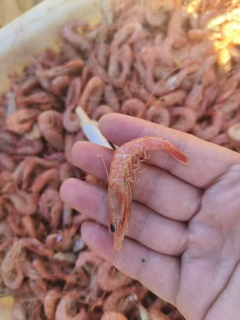 铁皮虾，也叫红虾，可作油炸原料虾